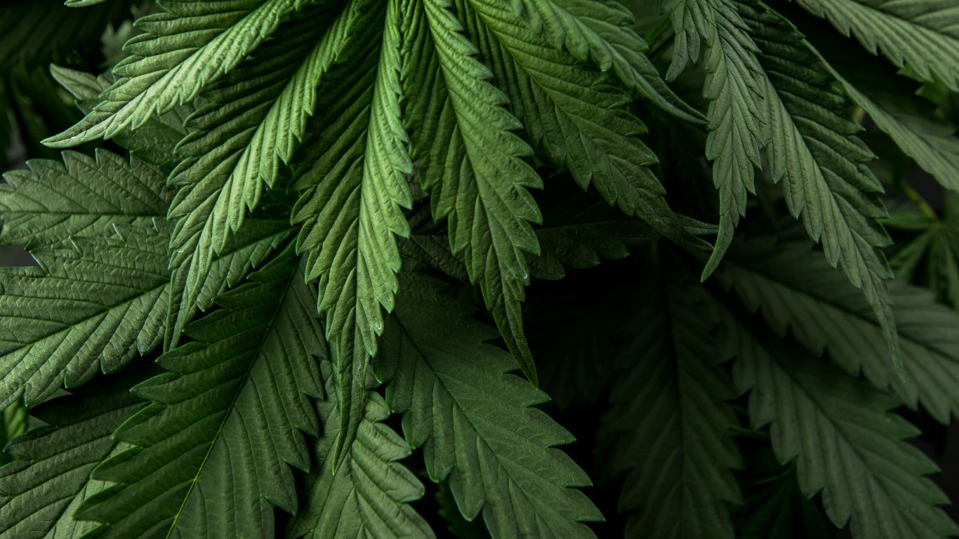 Police in Quebec search properties, make arrests in connection to illicit cannabis