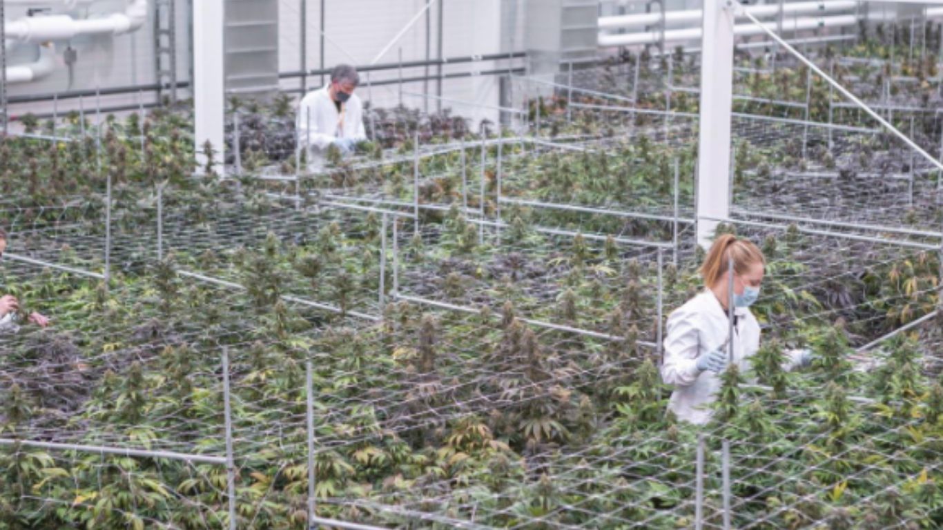 Aurora Cannabis reports record-breaking quarter, continued increases in international market