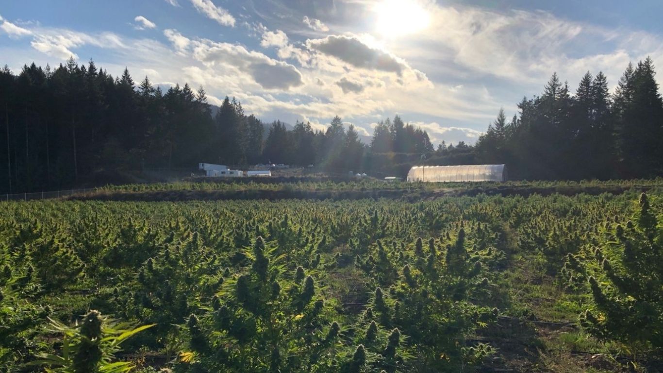 photo of The future of outdoor cannabis in Canada image