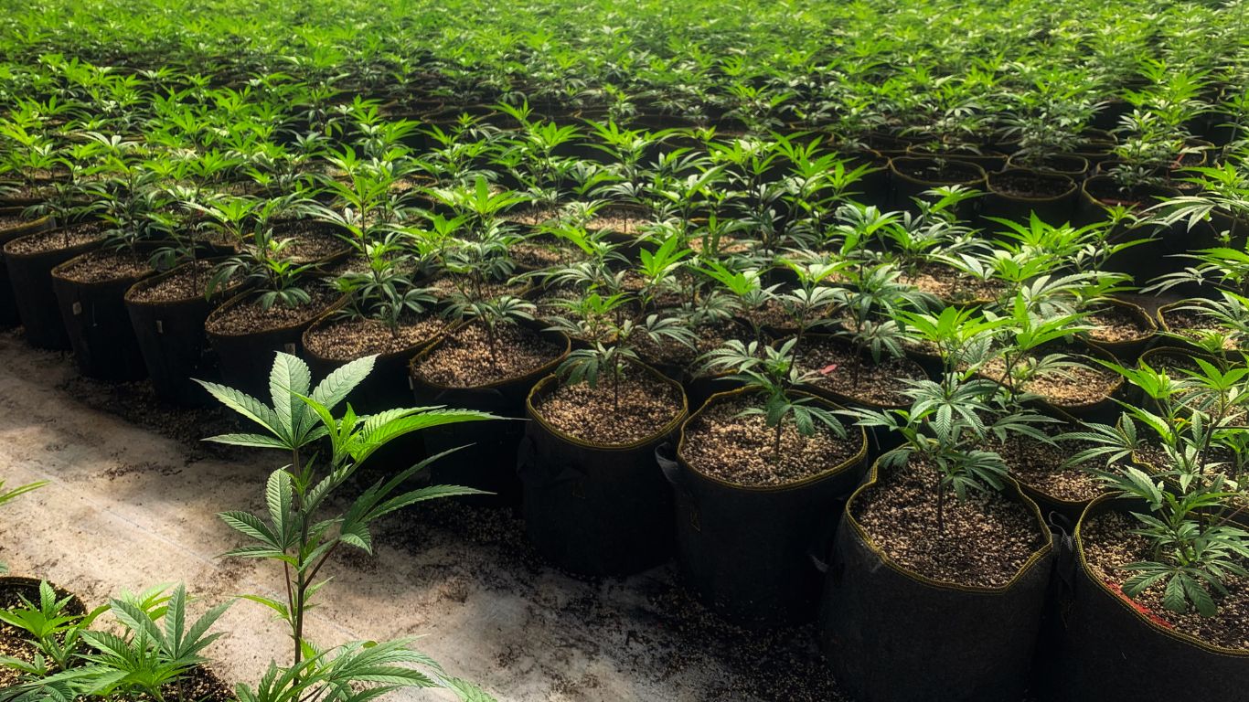 Canadians open to government support of cannabis industry