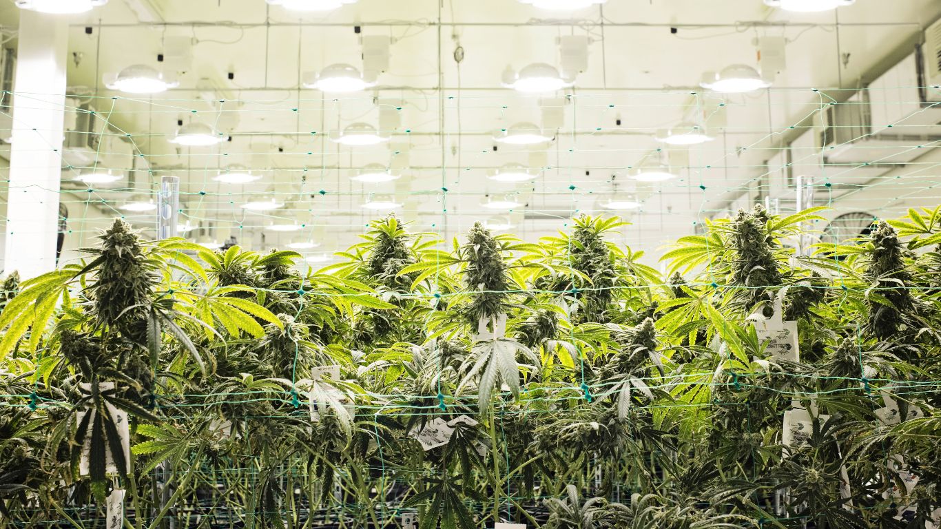 New research highlights challenges tackling cannabis industry carbon emissions