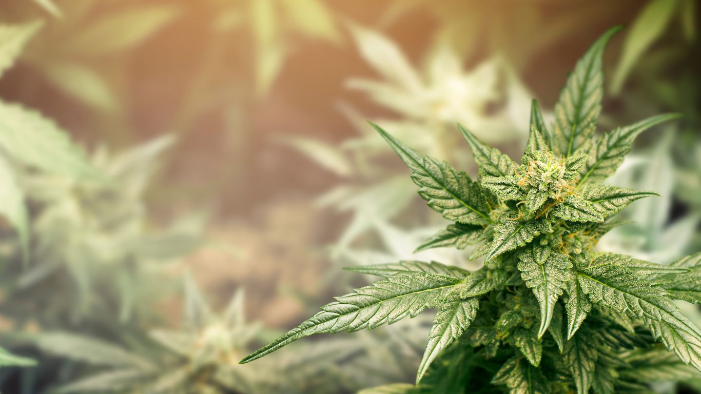 University of Guelph offers four new polyploid cultivars of cannabis for triploid breeding, production, and research