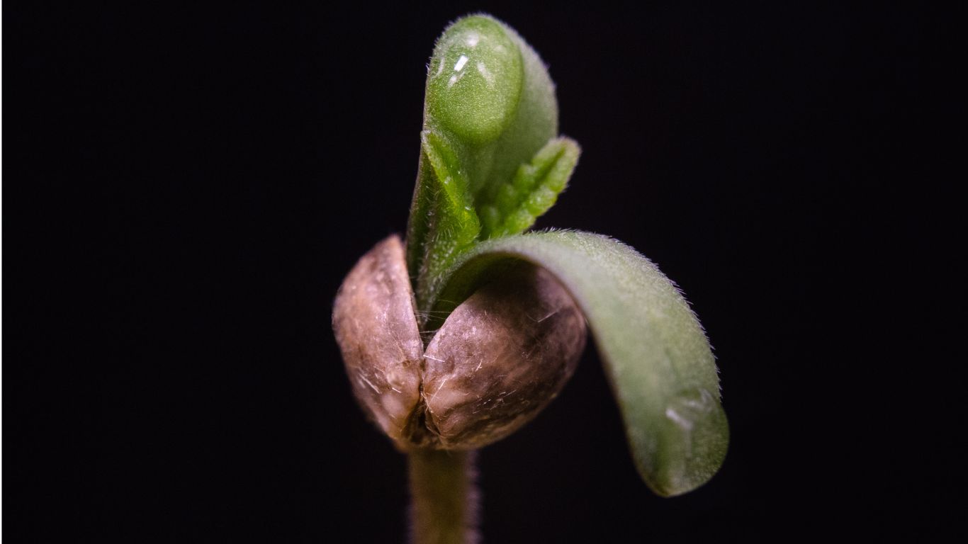 Selection of seeds and clones for 2025 growing season