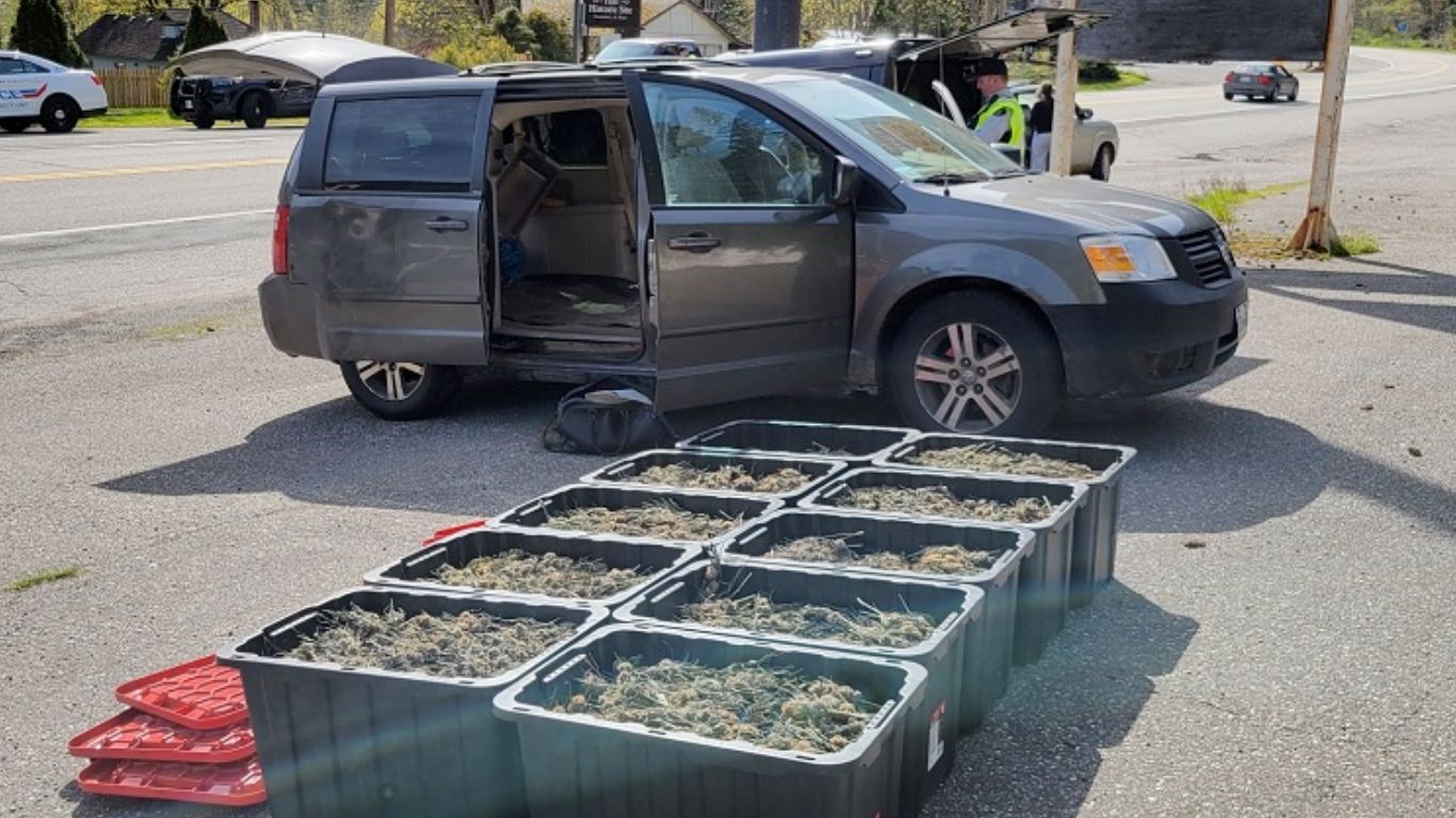 Road check in BC yields 33 kg cannabis seizure