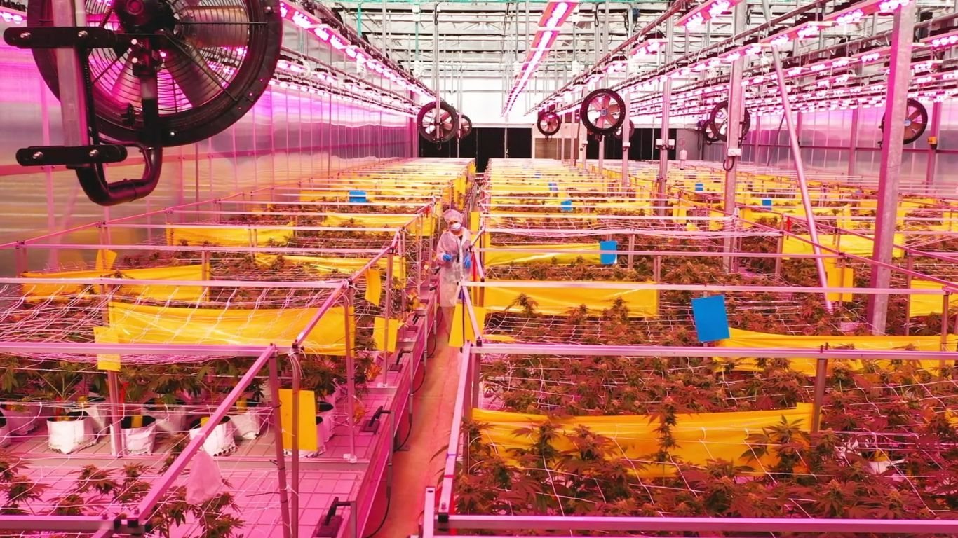 Cronos reports increased revenue in Q1 2025 due to international sales and domestic extract sales