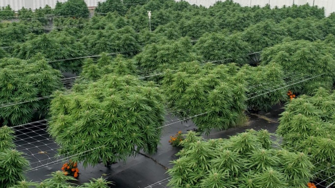What does organic really mean in Canadian cannabis?
